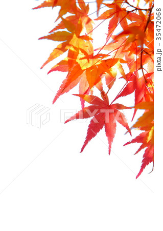 カエデの紅葉 カエデの紅葉 35472068