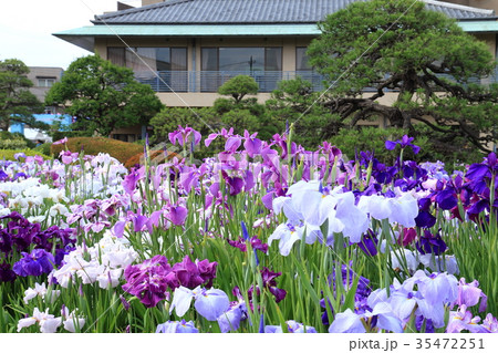堀切菖蒲園 35472251