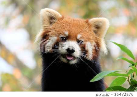 レッサーパンダ レッサーパンダ 35472276