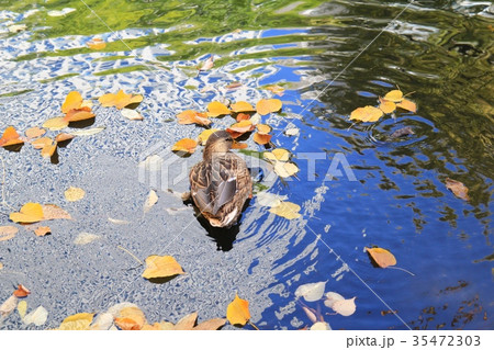 秋の池で泳ぐマガモ 35472303