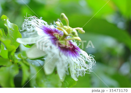 パッションフルーツの花 パッションフルーツの花 35473170