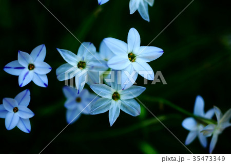 ハナニラ 薄青色の花の写真素材