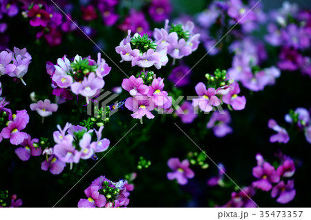 リナリア　姫金魚草の花 35473357