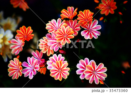 レウシア　白と赤色の花 35473360