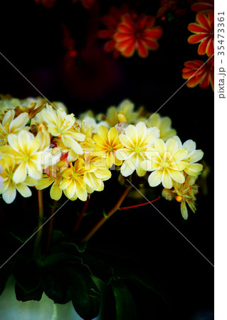 レウシア　黄色い花 35473361