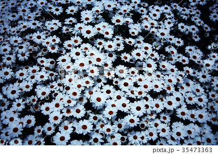 満開のオステオスペルマムの花 35473363