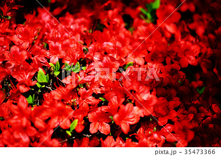 クルメツツジ　赤い花 35473366