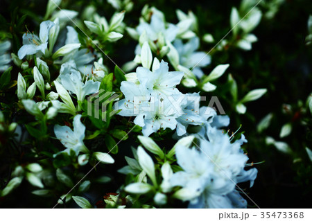 クルメツツジ 白い花の写真素材