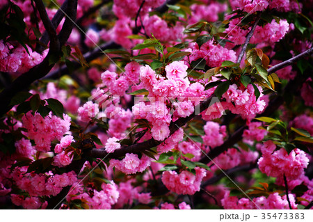 里桜 関山の花の写真素材