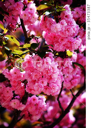 里桜 関山の花の写真素材