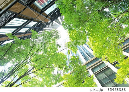 ビルと街路樹 ビルと街路樹 35473388