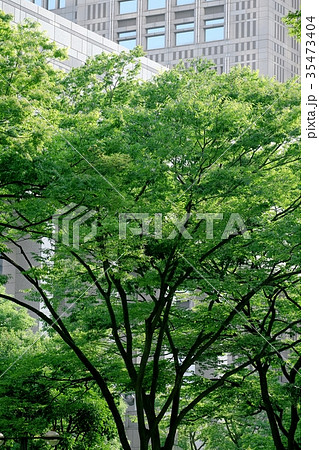 街路樹 街路樹 35473404