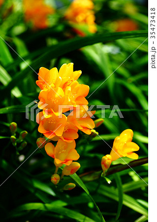 フリージア 橙色の花の写真素材