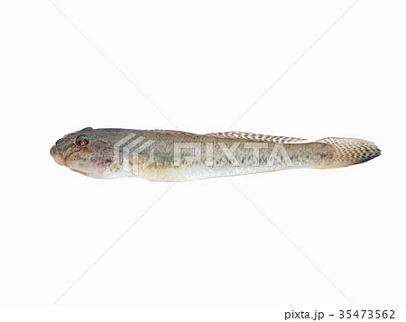ハゼ(海水魚) 35473562
