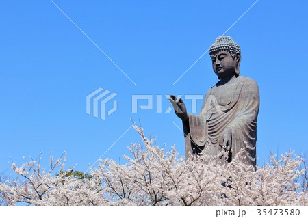 茨城県 牛久大仏と桜の写真素材