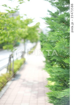 街路樹 街路樹 35473586