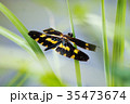 オキナワチョウトンボ　雌 35473674