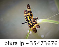 オキナワチョウトンボ　雄 35473676