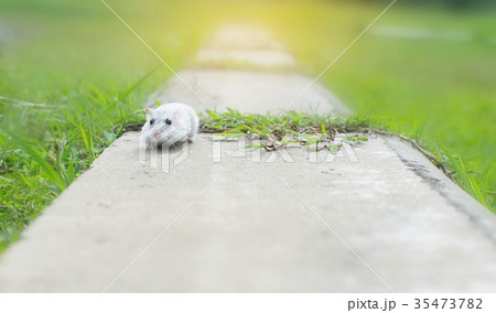 Hamster winter white run on cement Hamster winter white run on cement 35473782