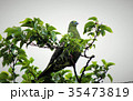 ズアカアオバト 35473819