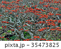 デイゴ　遠景　群 35473825