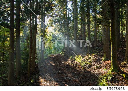 秋の紅葉登山道 鈴鹿山麓にて 秋の紅葉登山道 鈴鹿山麓にて 35473968