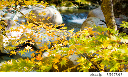 秋の紅葉登山道　鈴鹿山麓にて 35473974