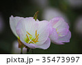 ヒルザキツキミソウ 35473997