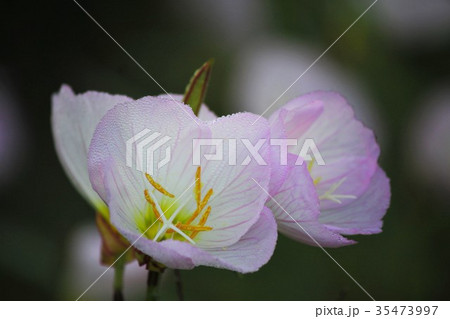 ヒルザキツキミソウ 35473997