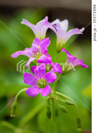 ムラサキカタバミ 35473998