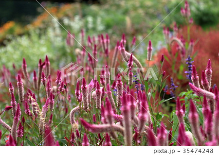 里山ガーデンのノゲイトウ 里山ガーデンのノゲイトウ 35474248