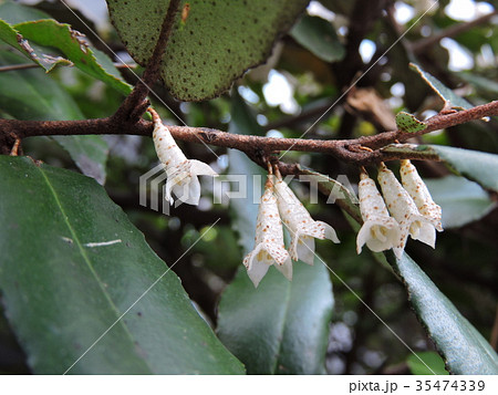 グミ ツルグミ グミ ツルグミ 35474339