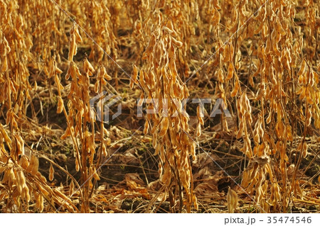 秋の大豆畑 収穫間近 秋の大豆畑 収穫間近 35474546