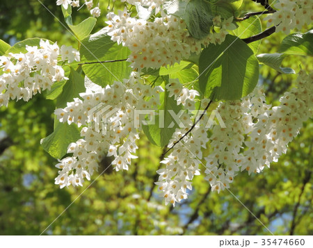 ハクウンボク 35474660