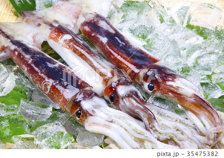 スルメイカ 食材 スルメイカ 食材 35475382