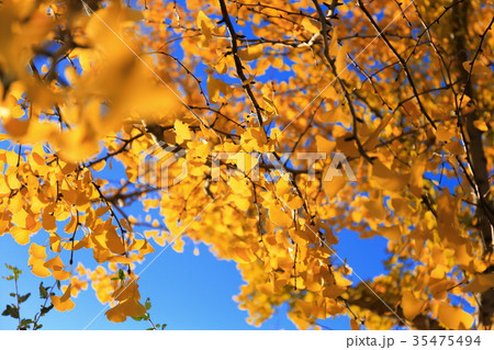 イチョウ 35475494