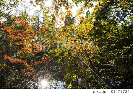 紅葉と池と太陽 35475724