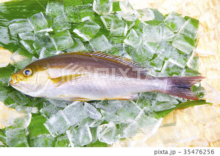 イサキ　食材 35476256