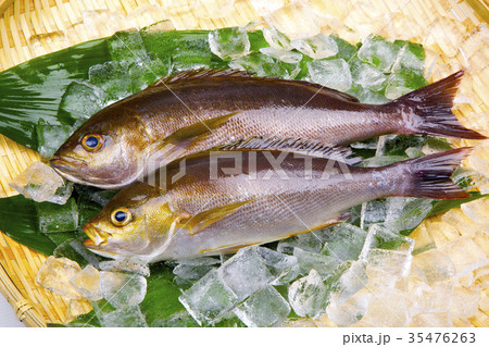 イサキ　食材 35476263