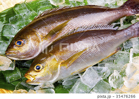 イサキ 食材 イサキ 食材 35476266