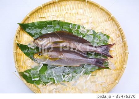 イサキ　食材 35476270
