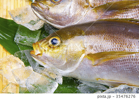 イサキ　食材 35476276