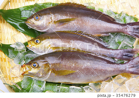 イサキ　食材 35476279