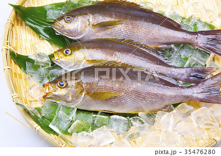 イサキ　食材 35476280