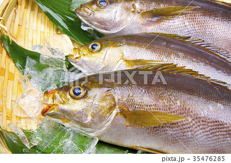 イサキ　食材 35476285