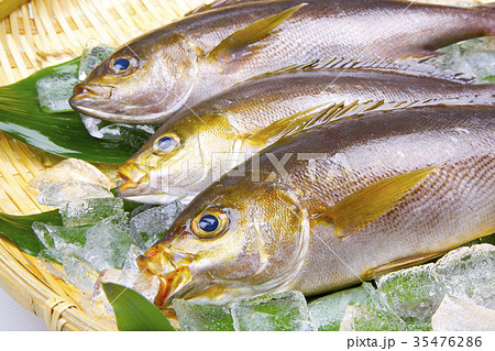 イサキ　食材 35476286
