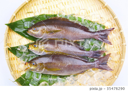 イサキ　食材 35476290