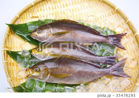 イサキ　食材 35476293