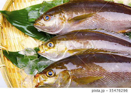 イサキ　食材 35476296