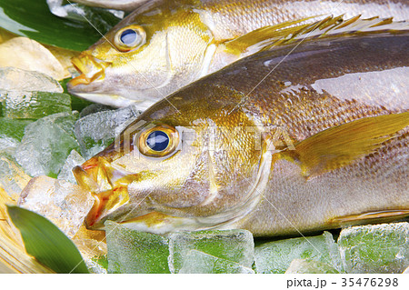 イサキ　食材 35476298